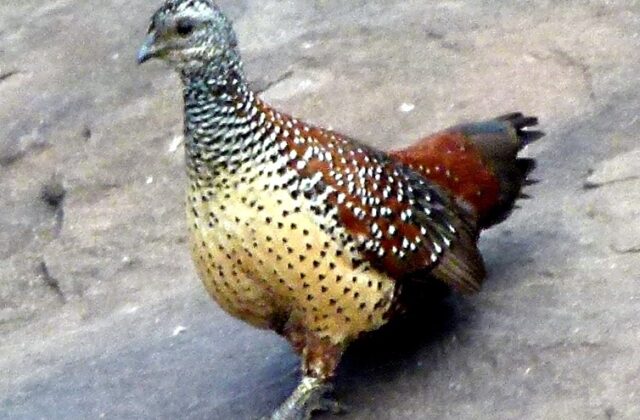 Painted Spurfowl