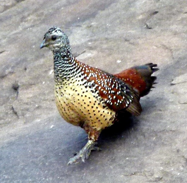 Painted Spurfowl