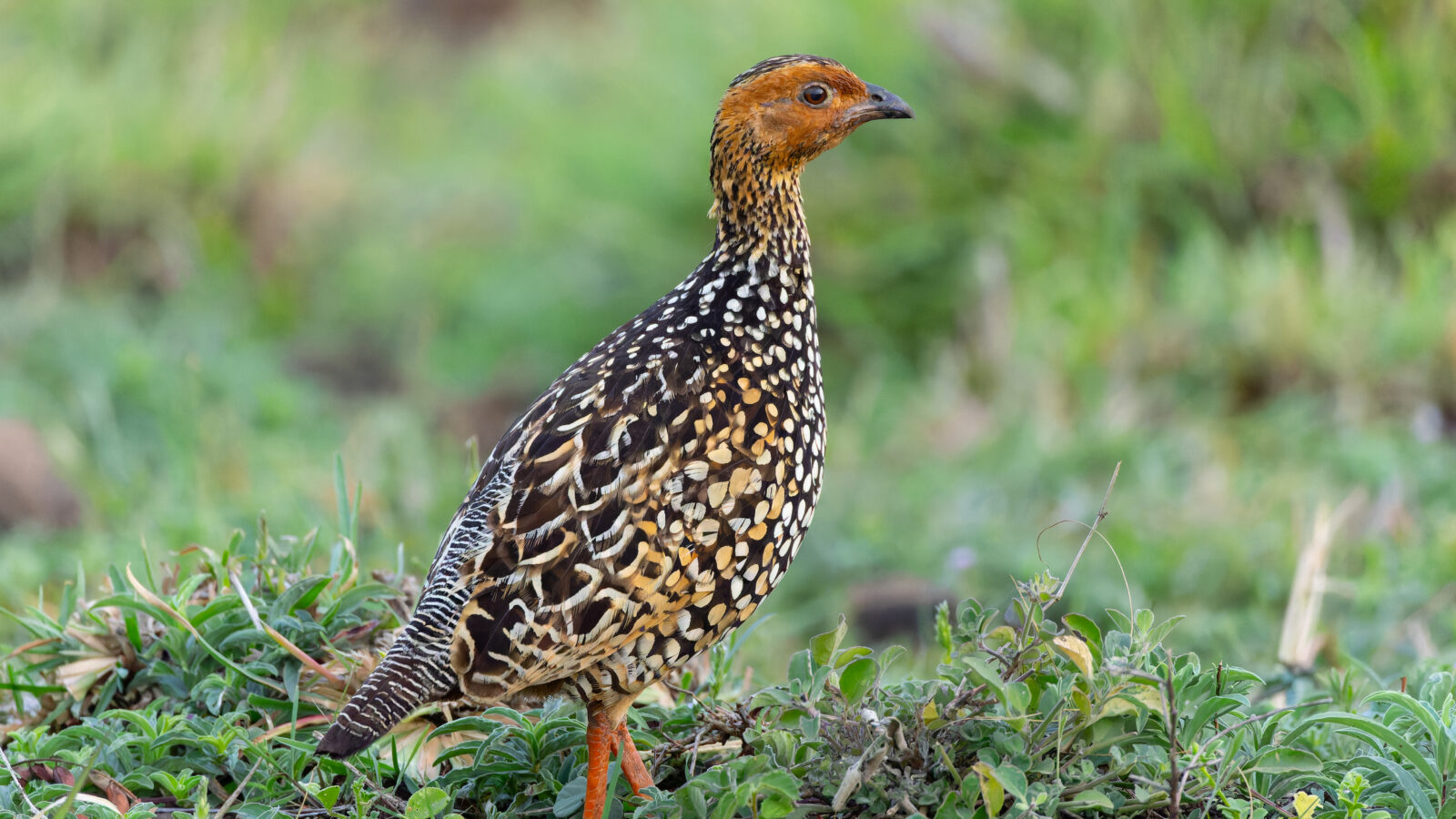Painted Francolin