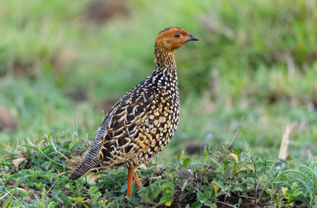 Painted Francolin
