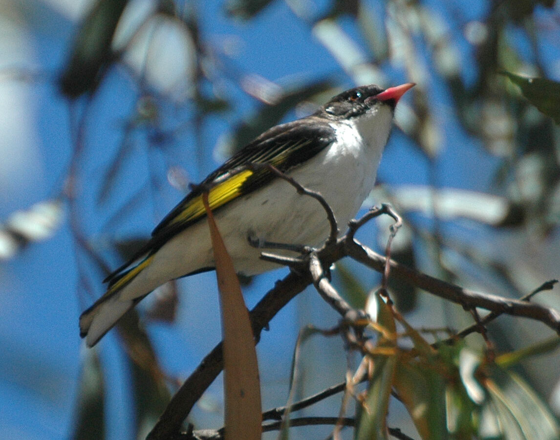 Painted Honeyeater