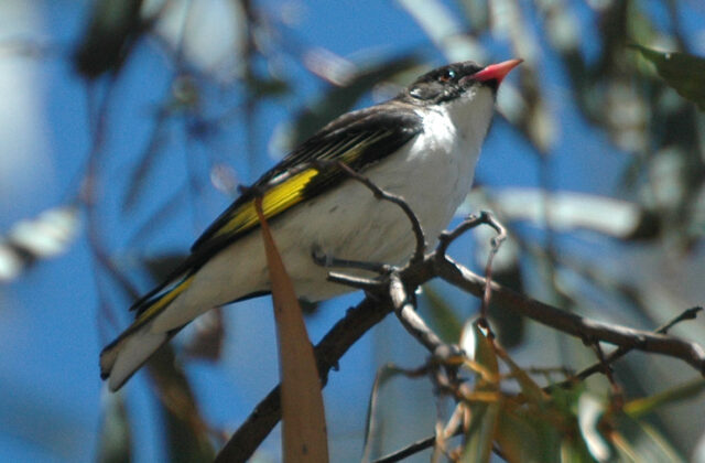 Painted Honeyeater