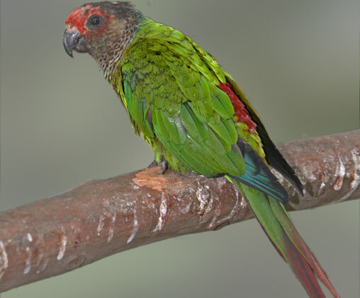 Rose-fronted Parakeet