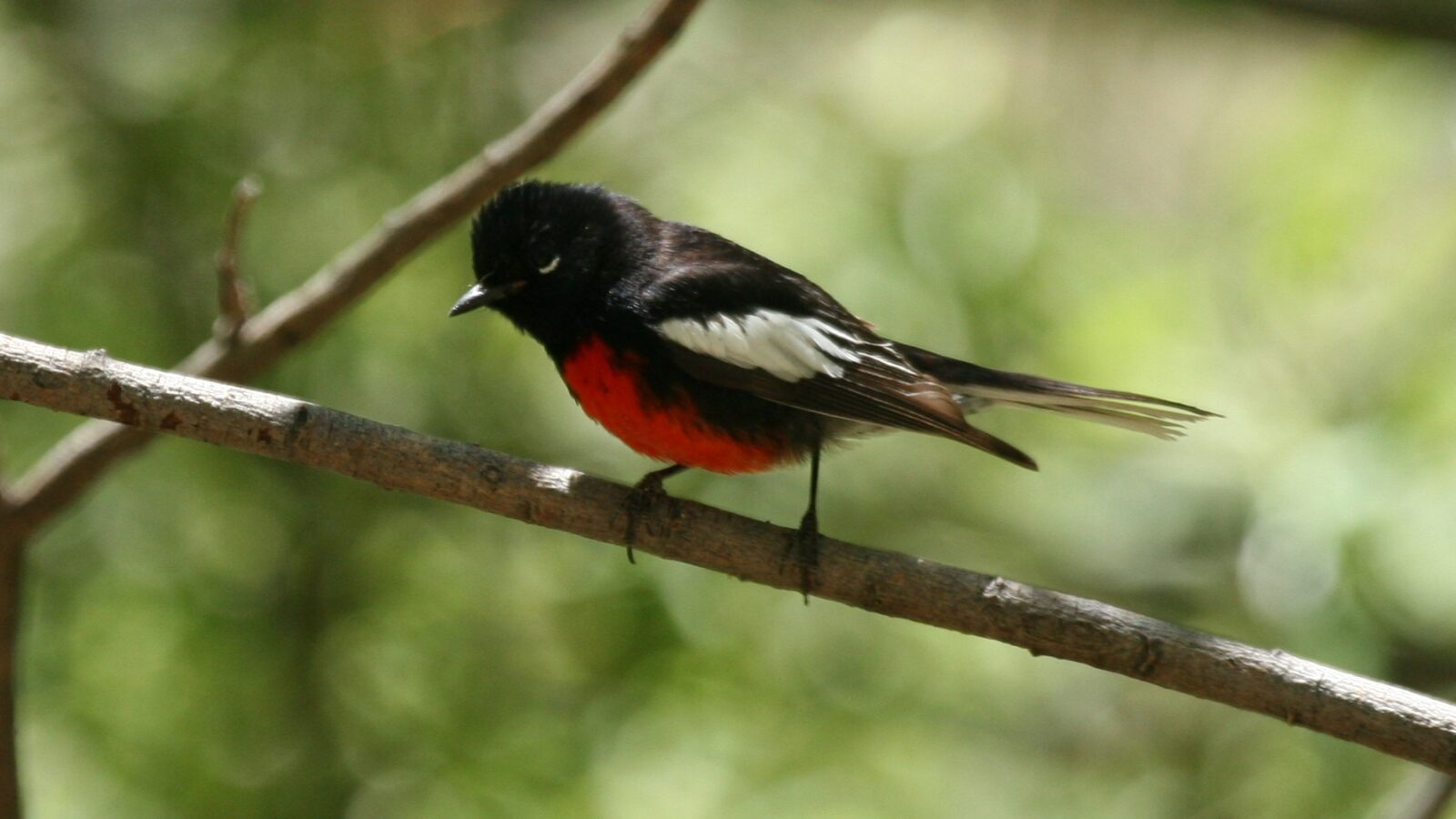 Painted Whitestart