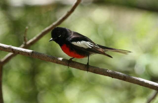 Painted Whitestart