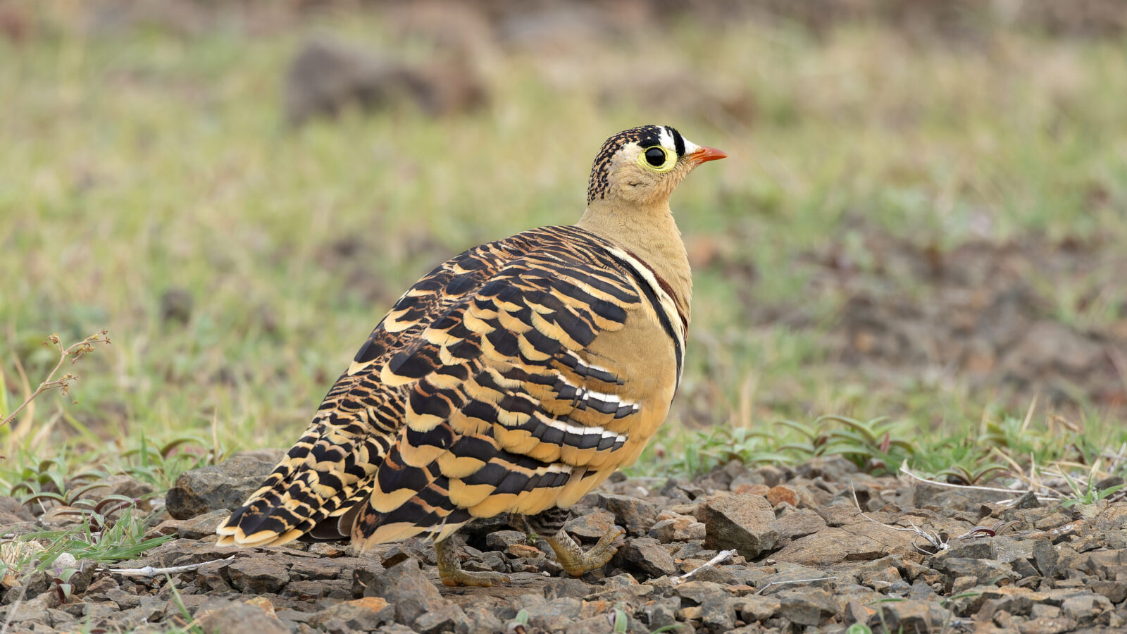 Painted Sandgrouse