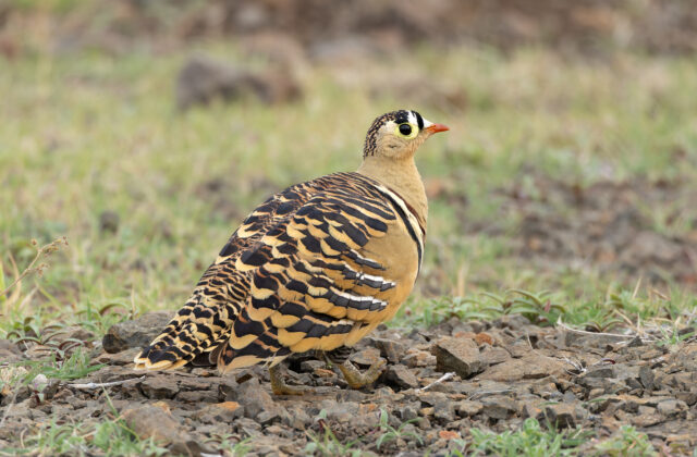 Painted Sandgrouse