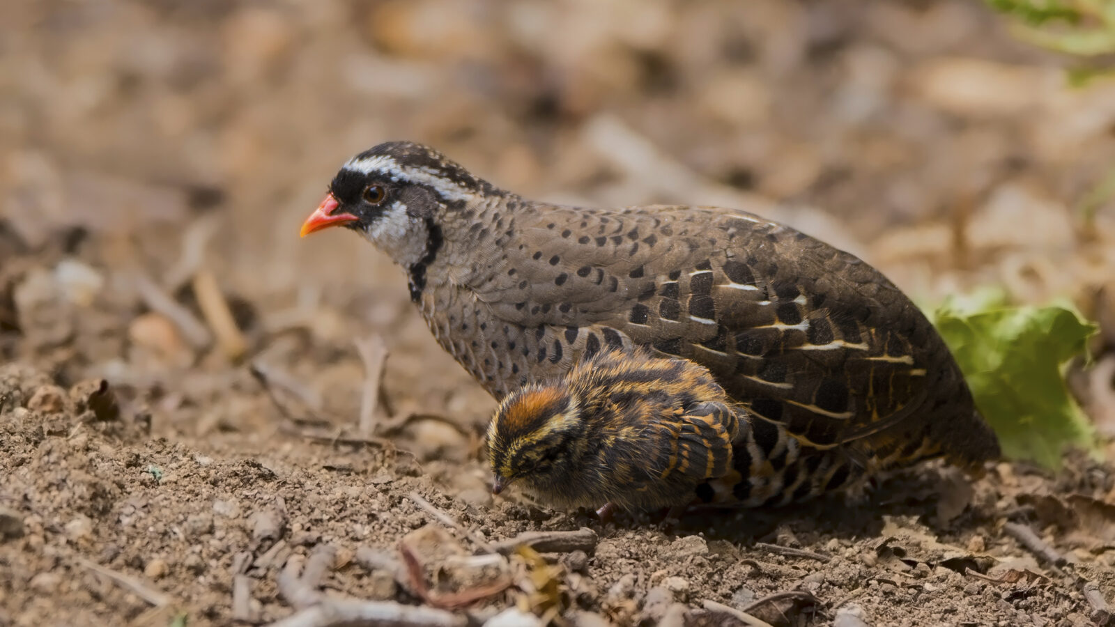 Painted Bush Quail