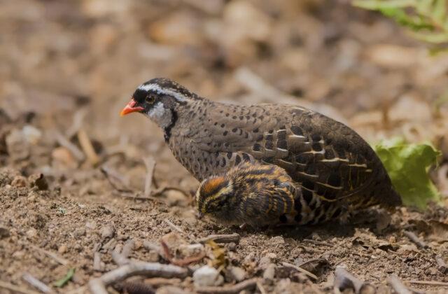 Painted Bush Quail
