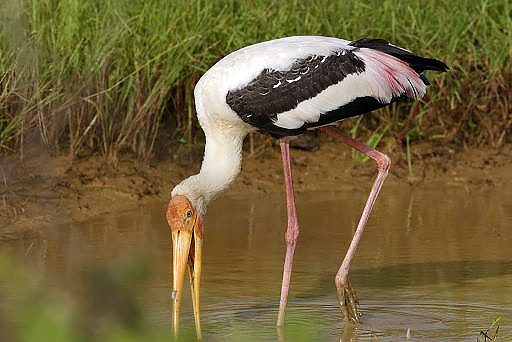 Painted Stork
