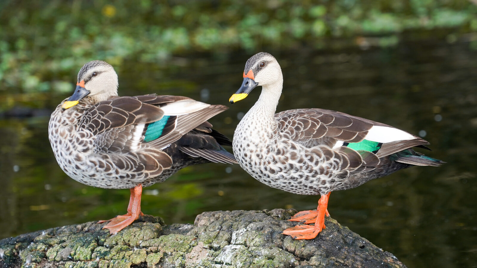 Indian Spot-billed Duck