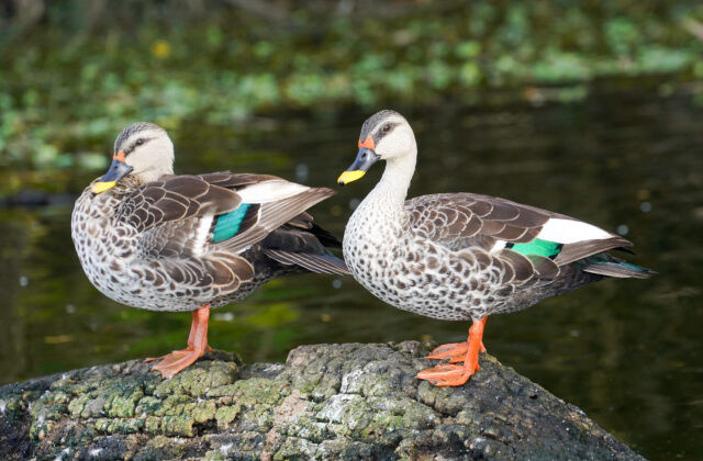 Indian Spot-billed Duck