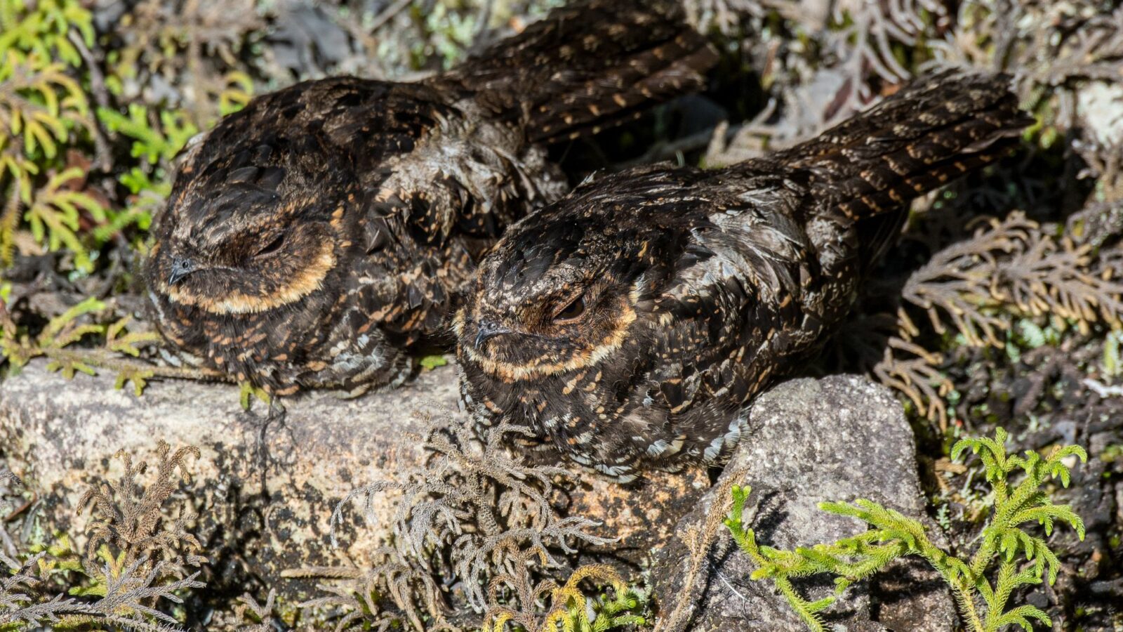 Satanic Nightjar