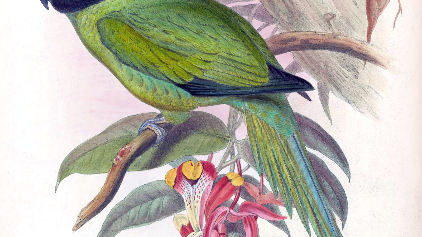 Nicobar Parakeet
