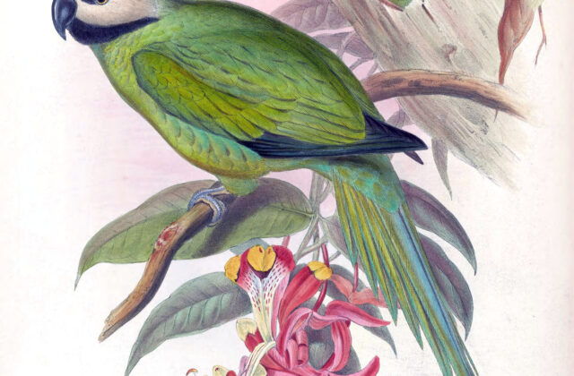 Nicobar Parakeet