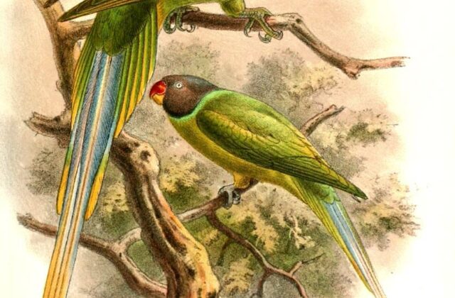 Grey-headed Parakeet