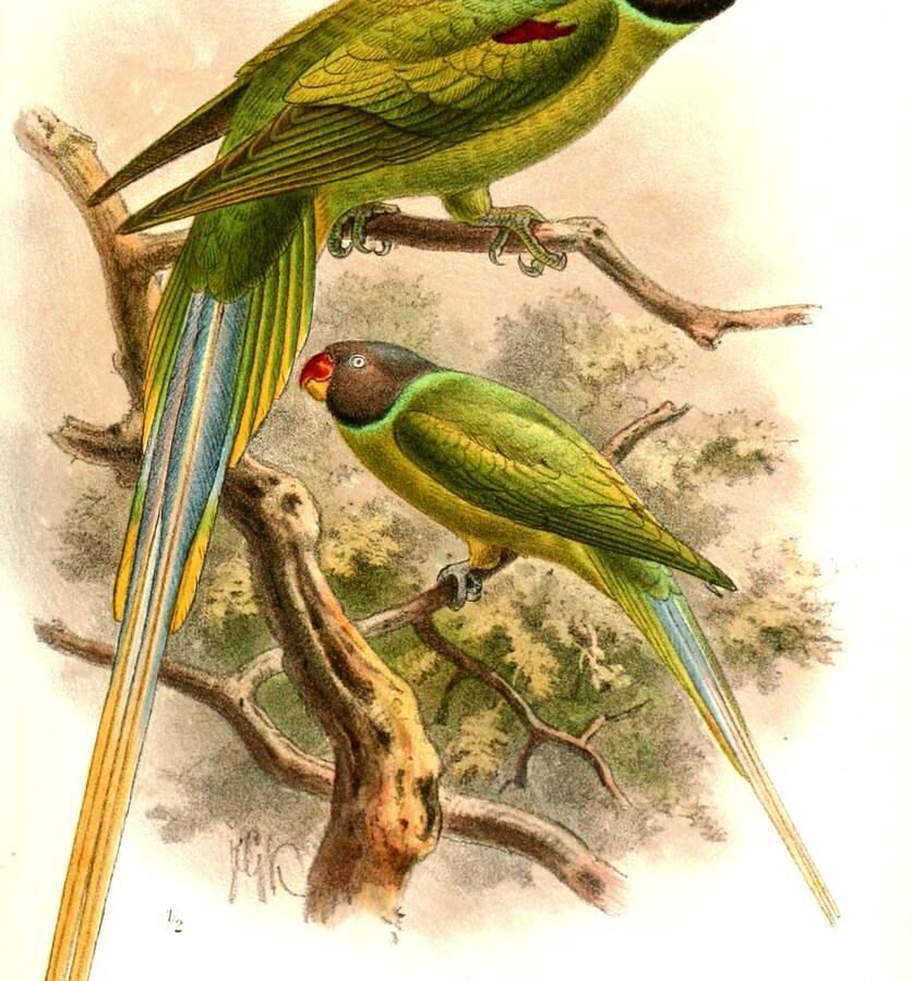 Grey-headed Parakeet