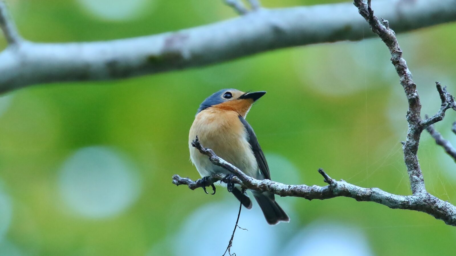 Palau Flycatcher