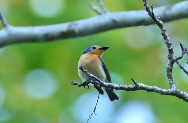 Palau Flycatcher