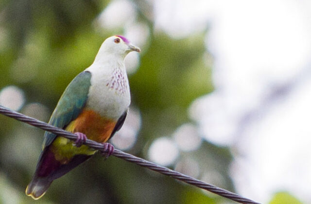 Palau Fruit Dove