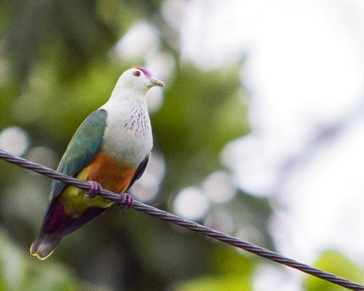 Palau Fruit Dove