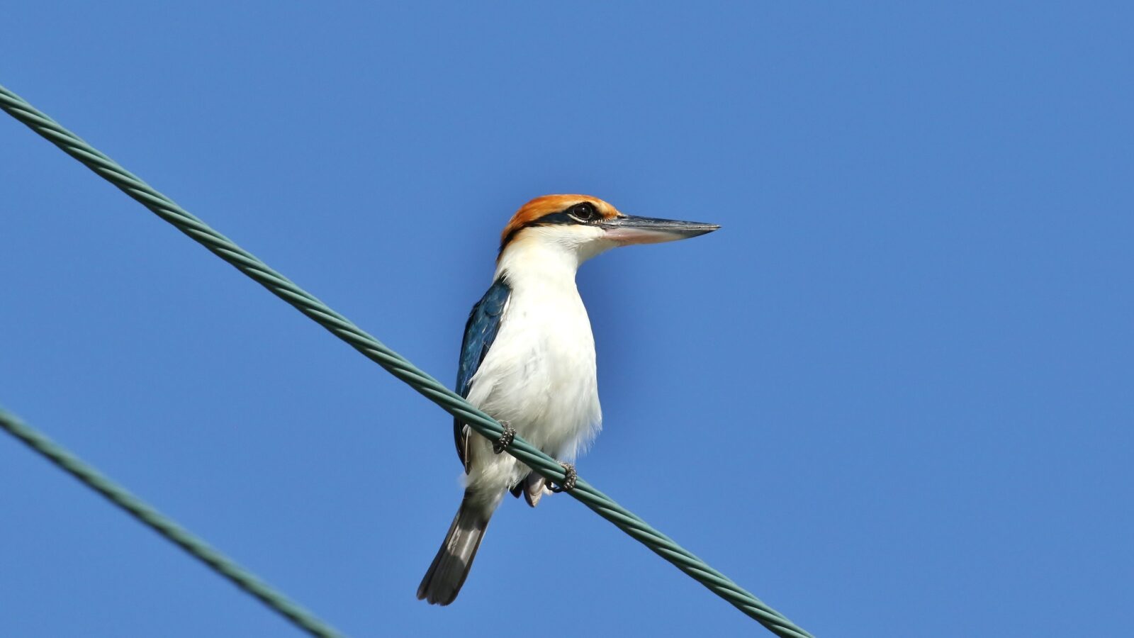 Rusty-capped Kingfisher