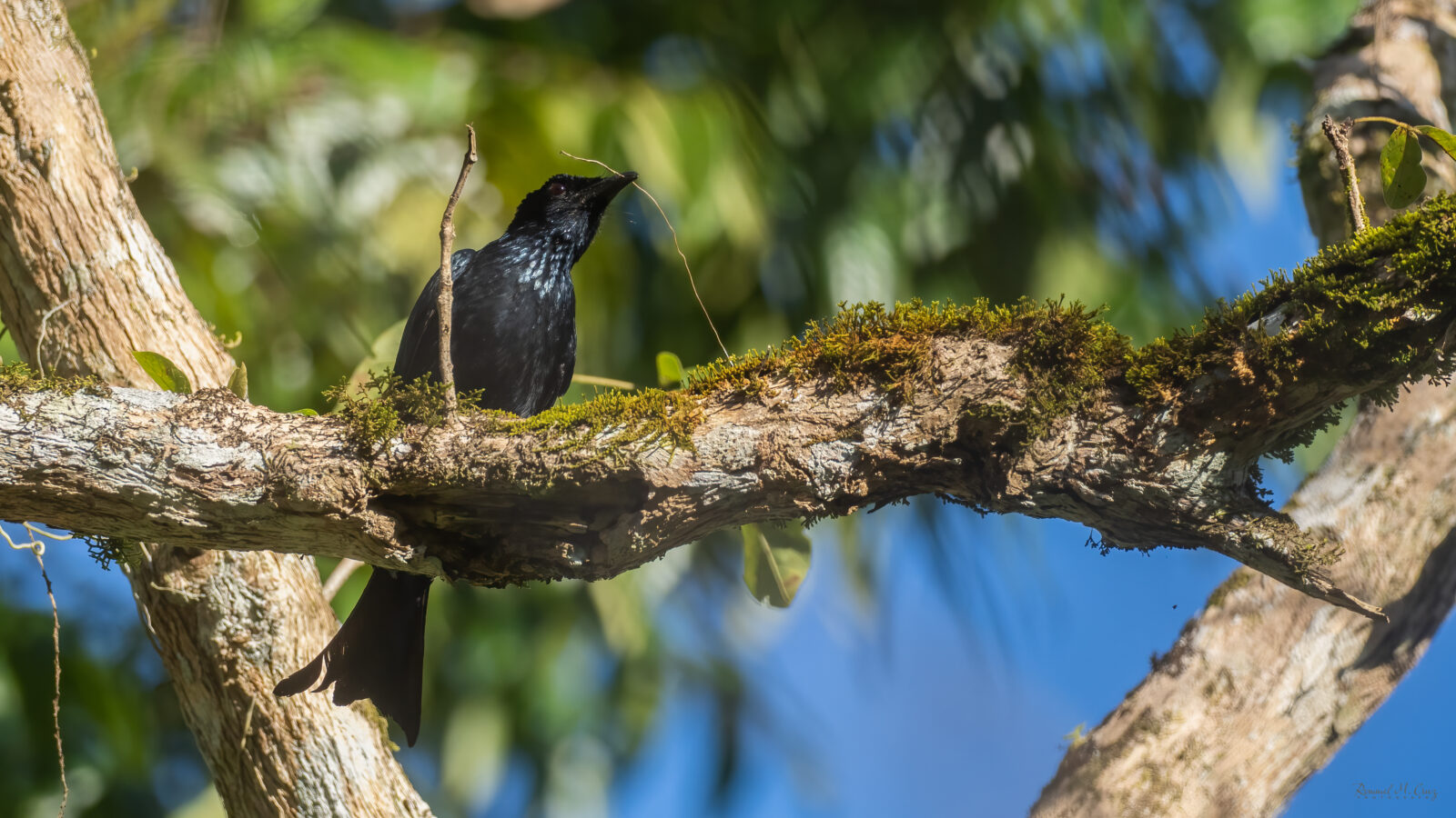 Palawan Drongo