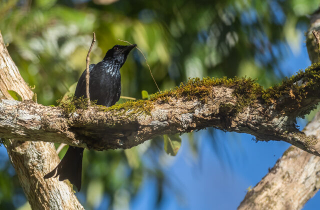 Palawan Drongo