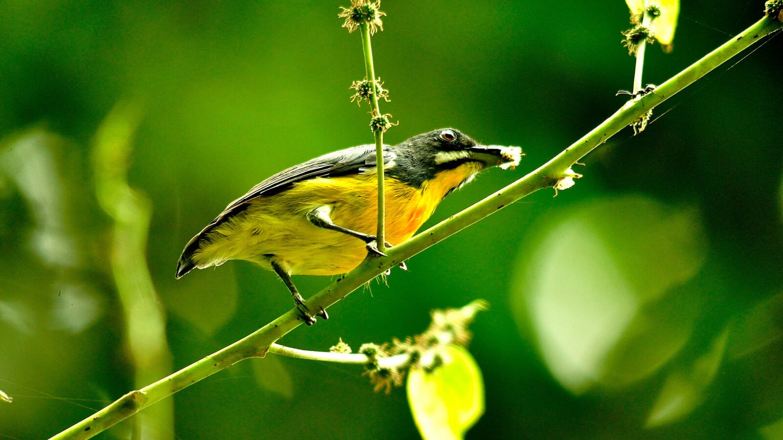 Palawan Flowerpecker