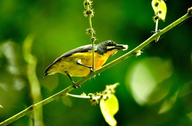 Palawan Flowerpecker