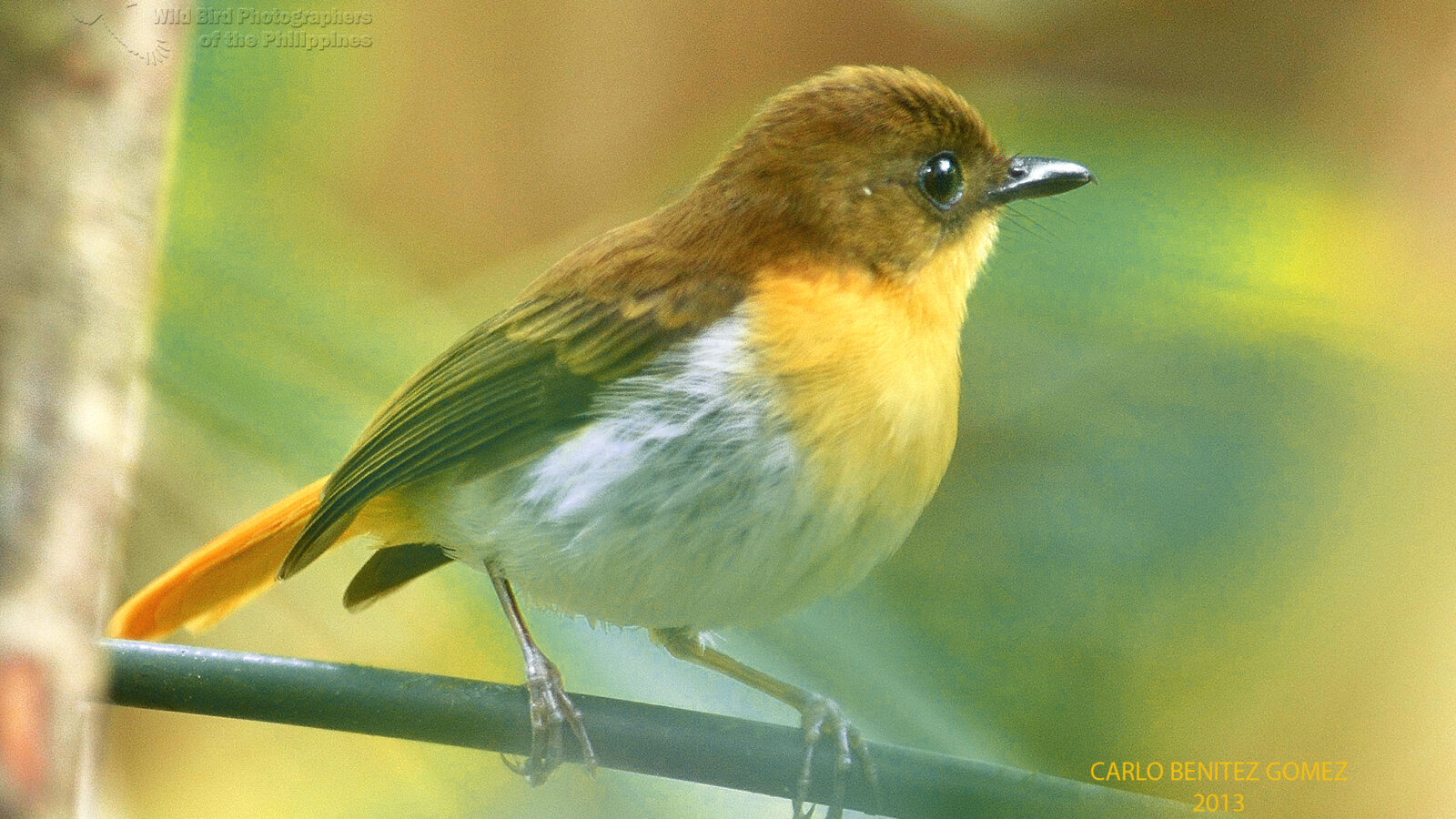 Palawan Flycatcher