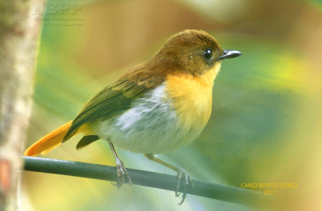 Palawan Flycatcher