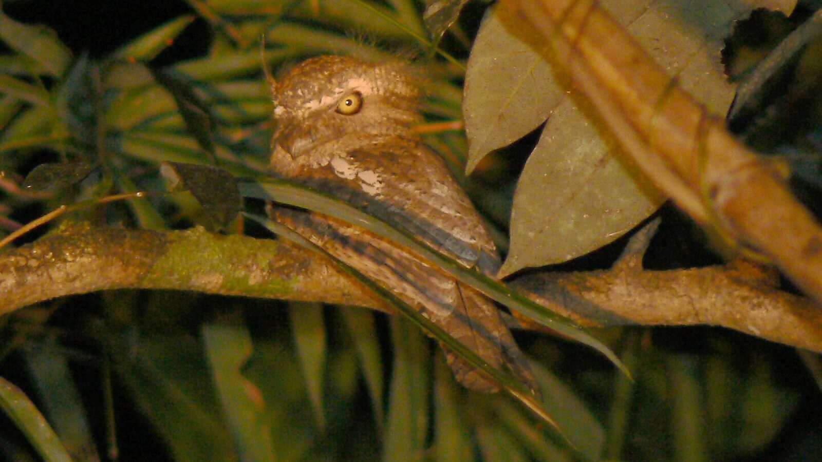 Palawan Frogmouth