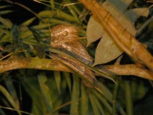 Palawan Frogmouth