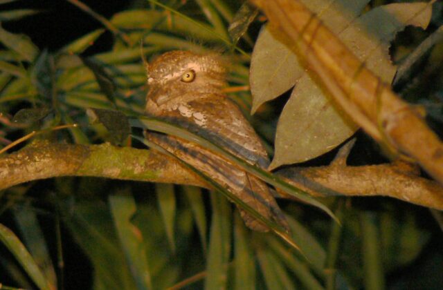 Palawan Frogmouth