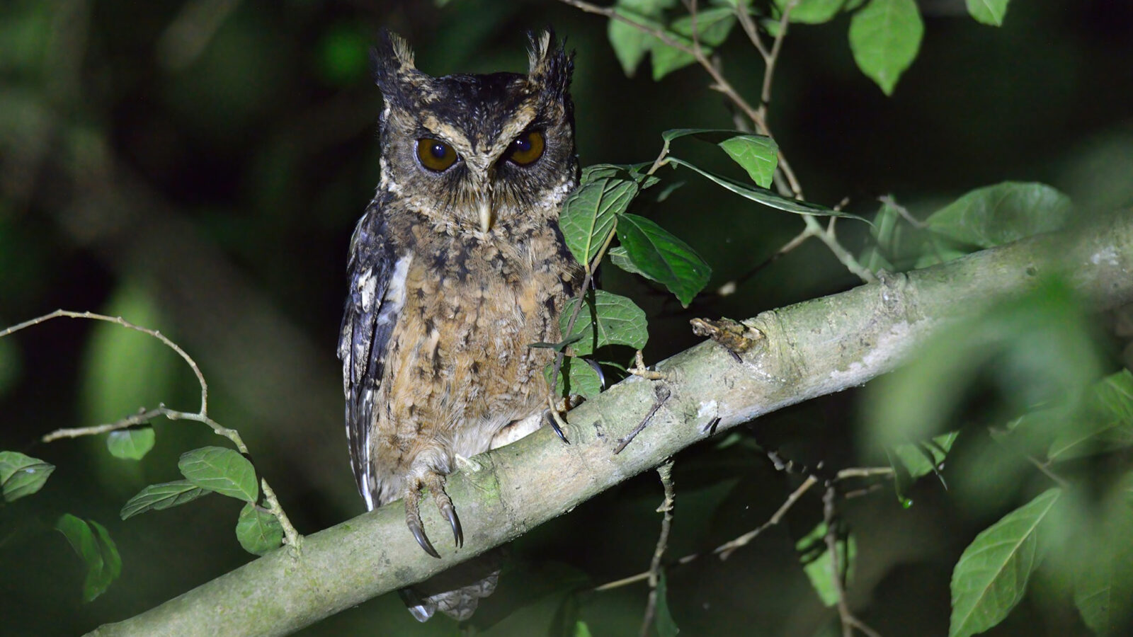 Palawan Scops Owl