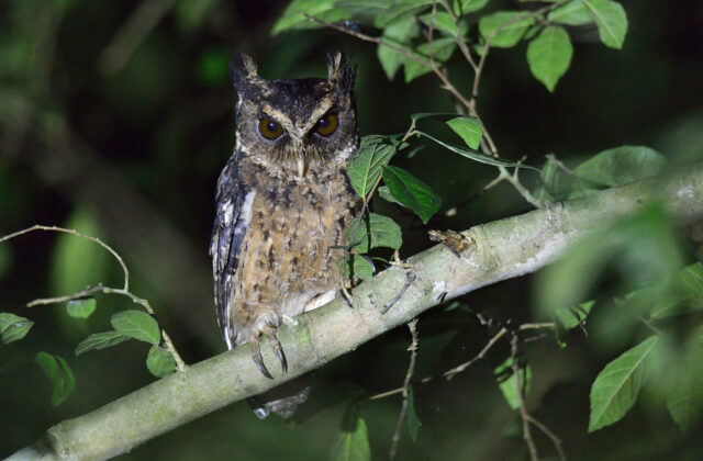 Palawan Scops Owl