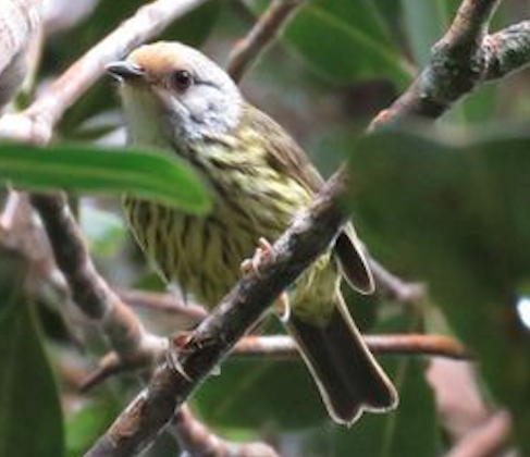 Palawan Striped Babbler