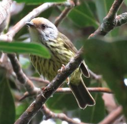 Palawan Striped Babbler