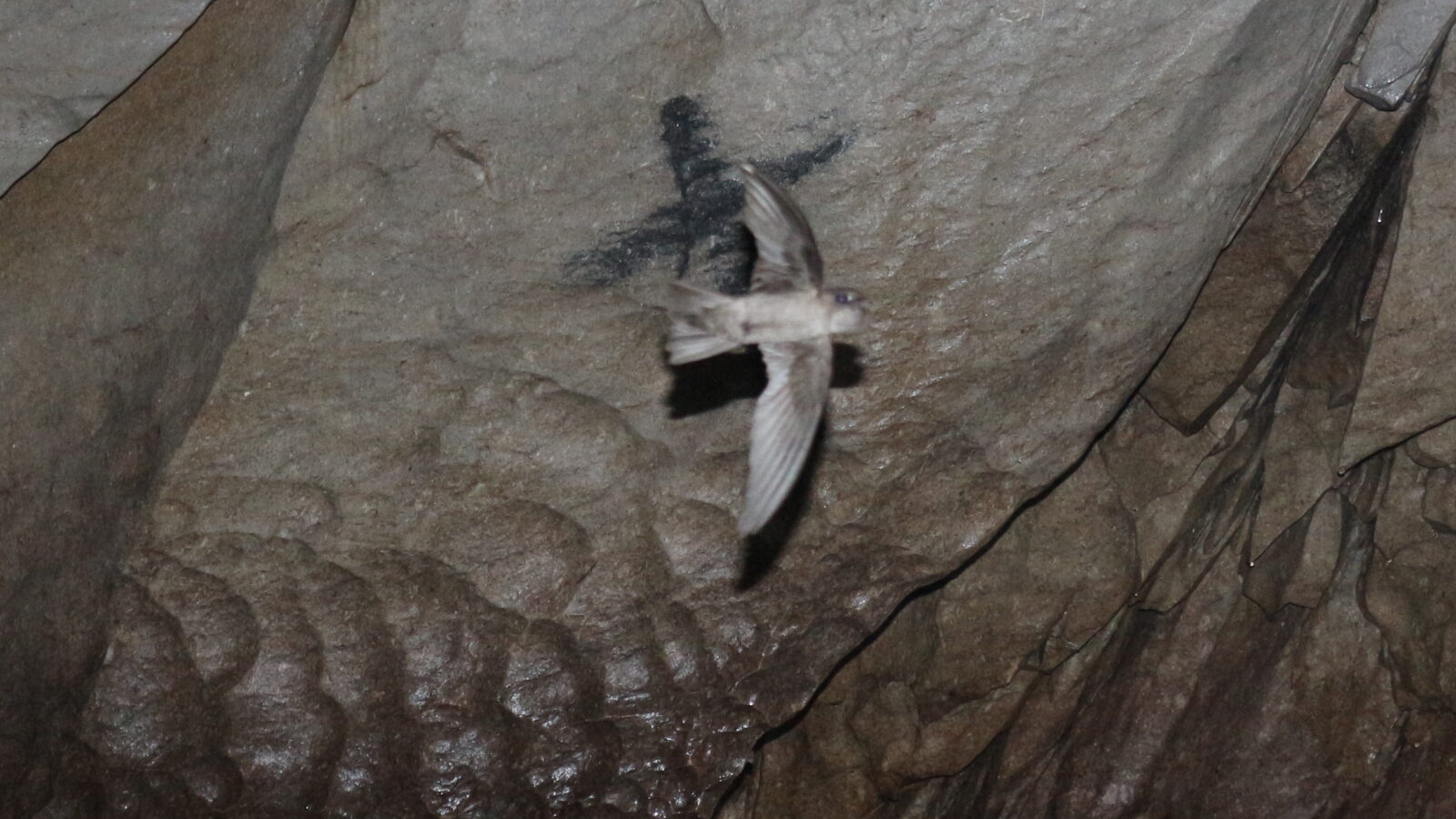 Ameline Swiftlet