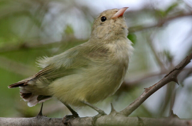 Pale-billed Flowerpecker