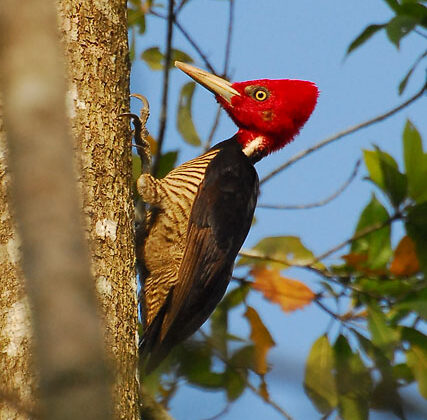 Pale-billed Woodpecker