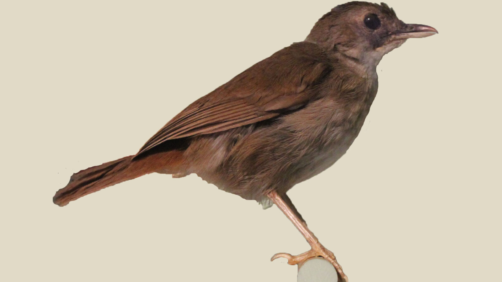 Pale-breasted Illadopsis