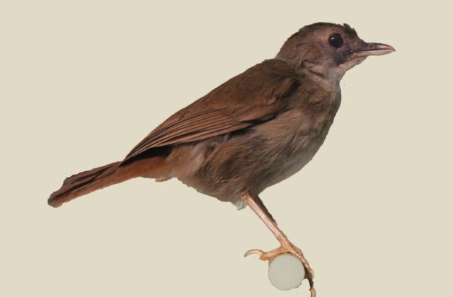 Pale-breasted Illadopsis