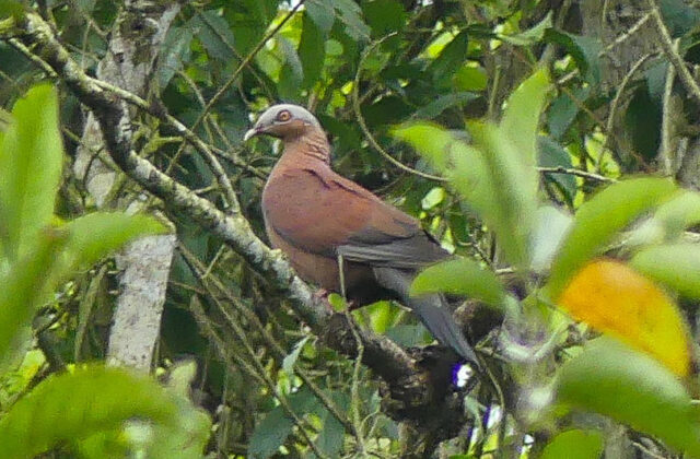 Pale-capped Pigeon