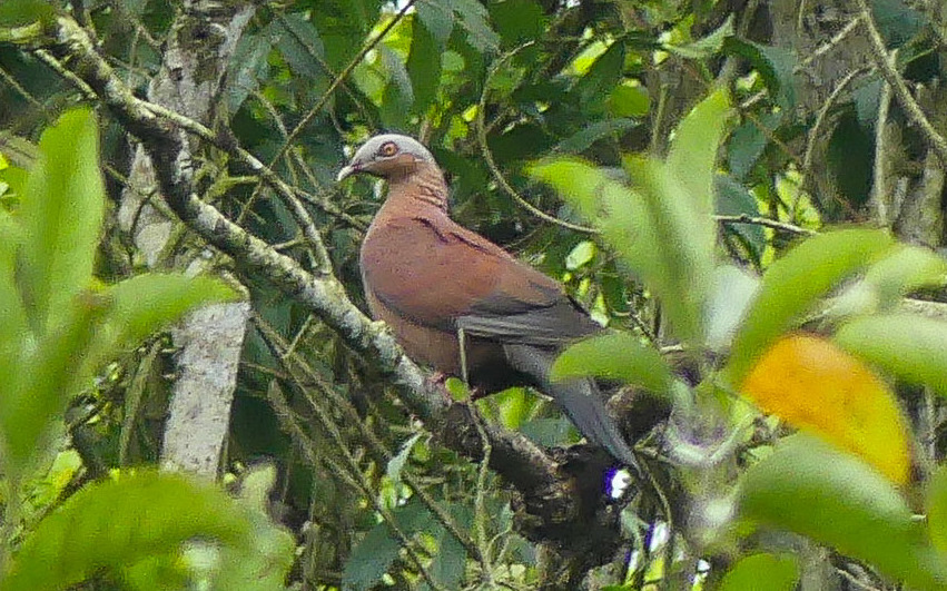Pale-capped Pigeon