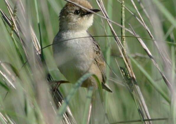 Pale-crowned Cisticola