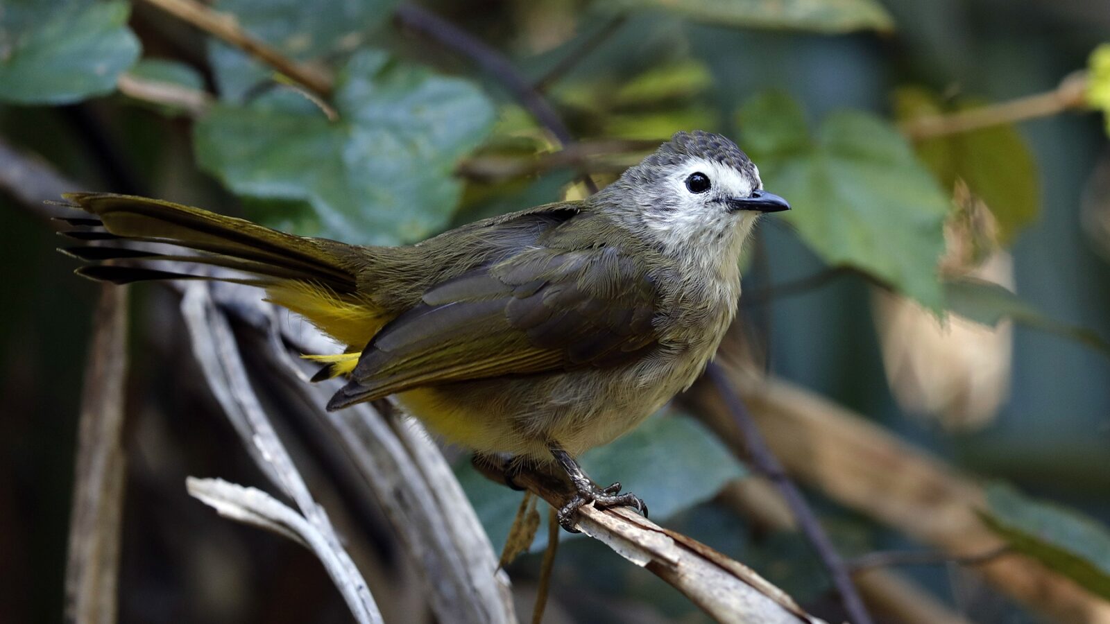 Pale-faced Bulbul