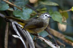 Pale-faced Bulbul