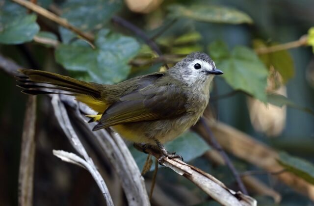 Pale-faced Bulbul